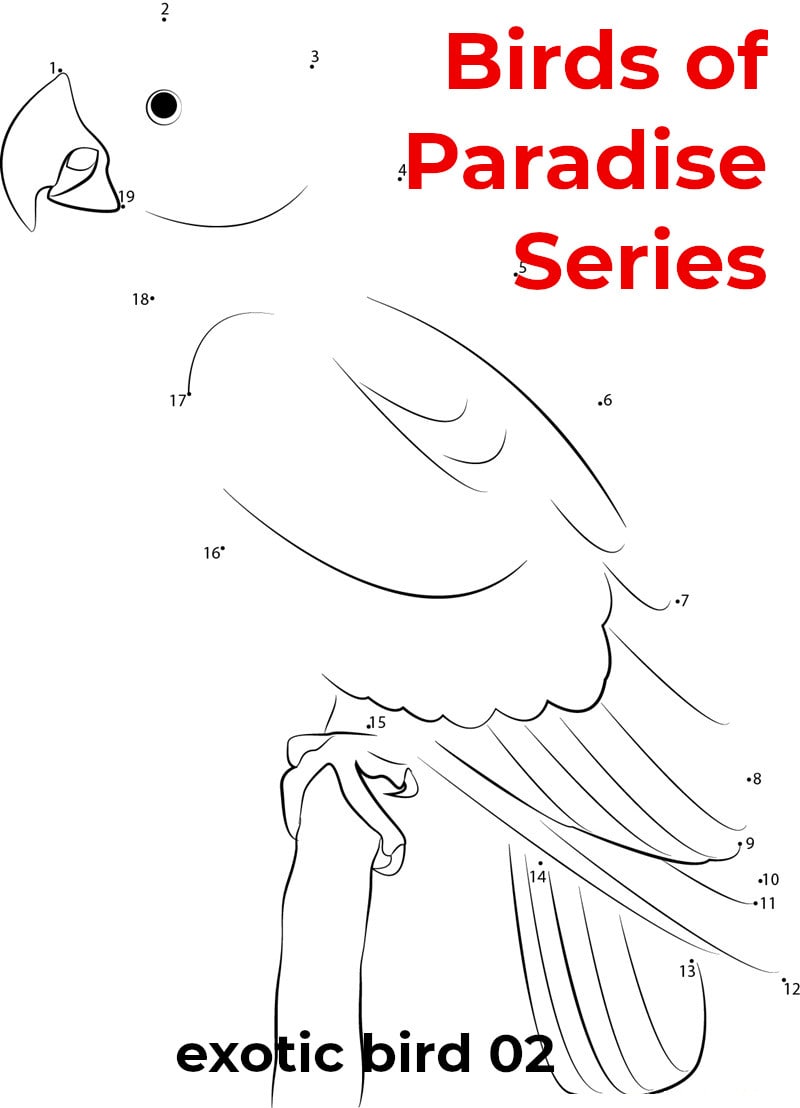 birds of paradise - featured - exotic 2