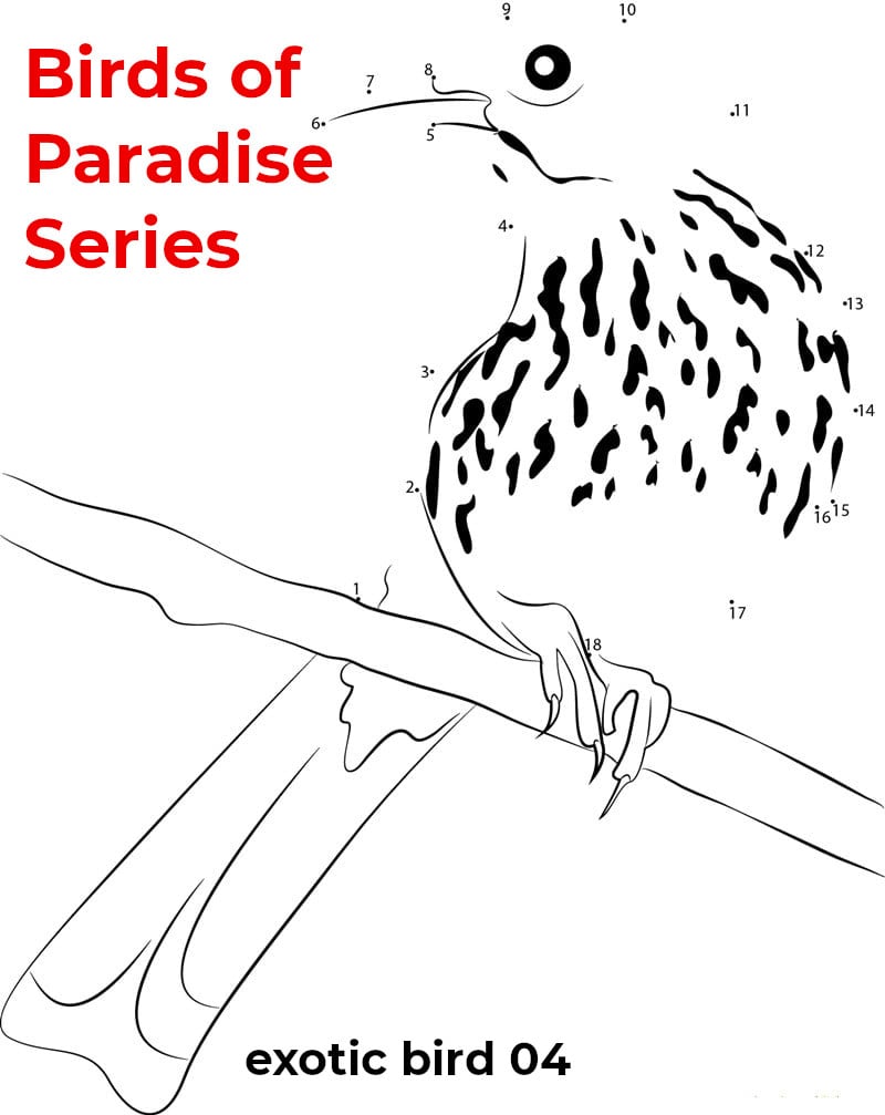 birds of paradise - featured - 04